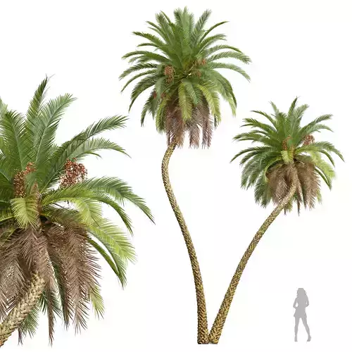 New Plant High detail Phoenix Sylvestris Fruit 3D model