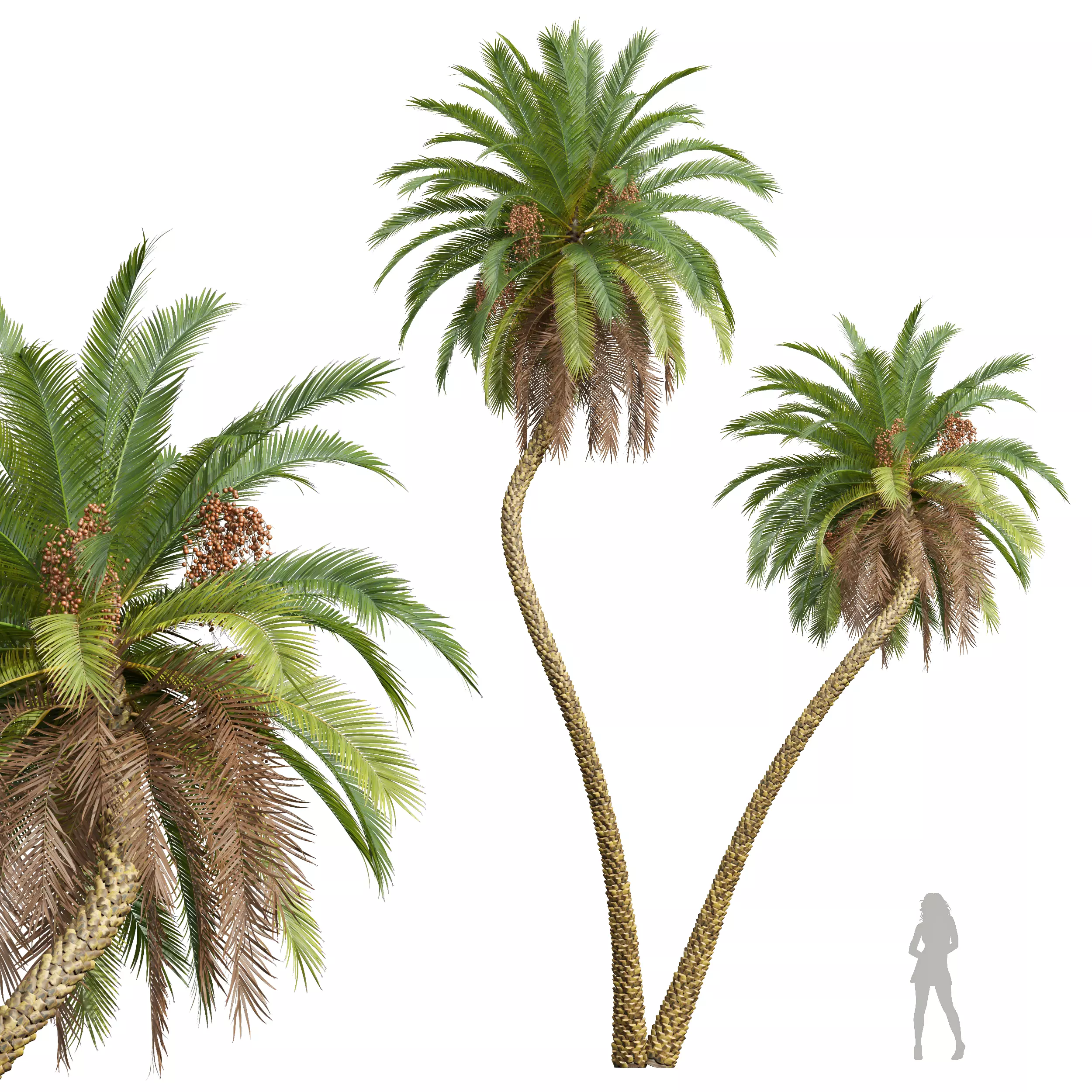 New Plant High detail Phoenix Sylvestris Fruit 3D model