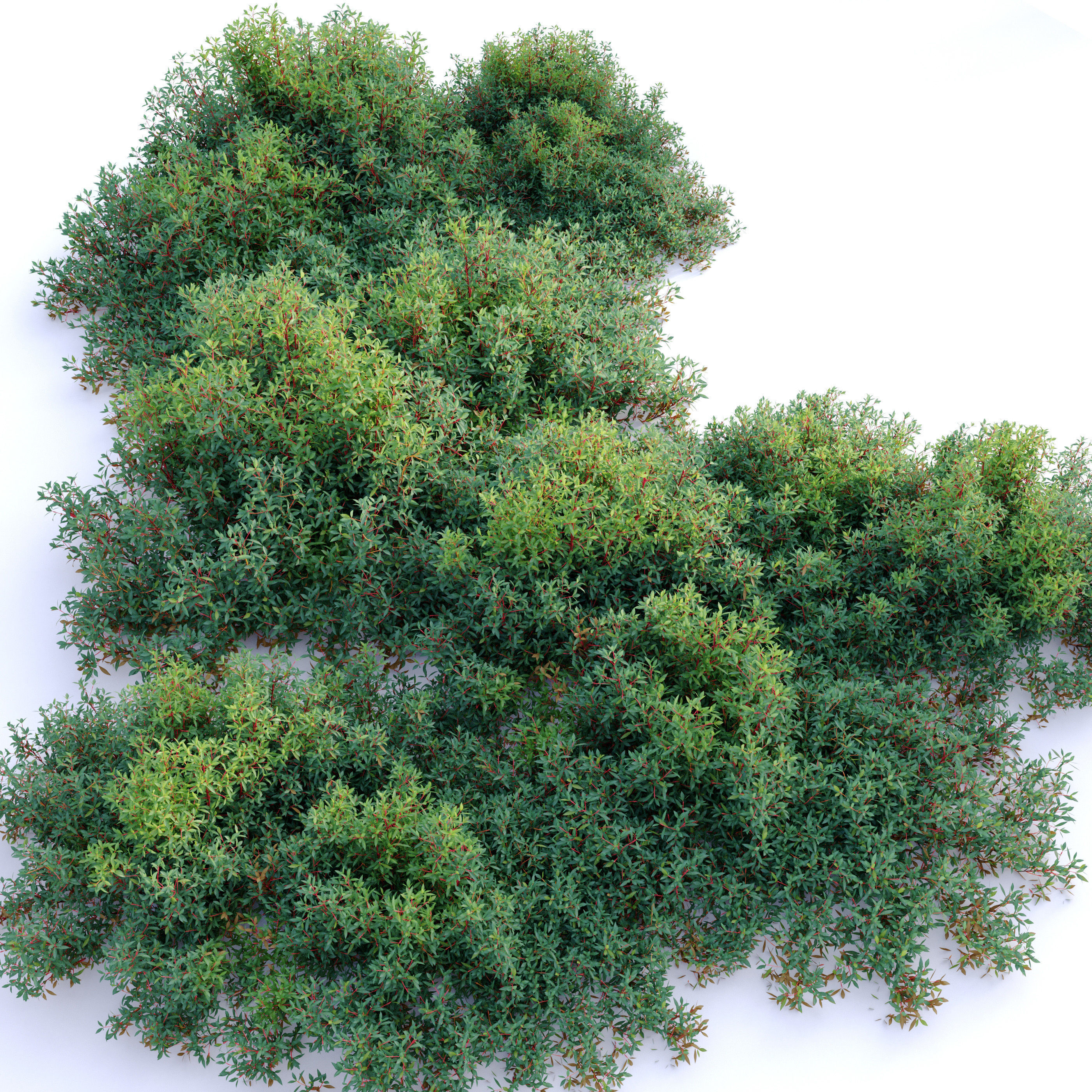 Dreamys lanceolata 3D model_1