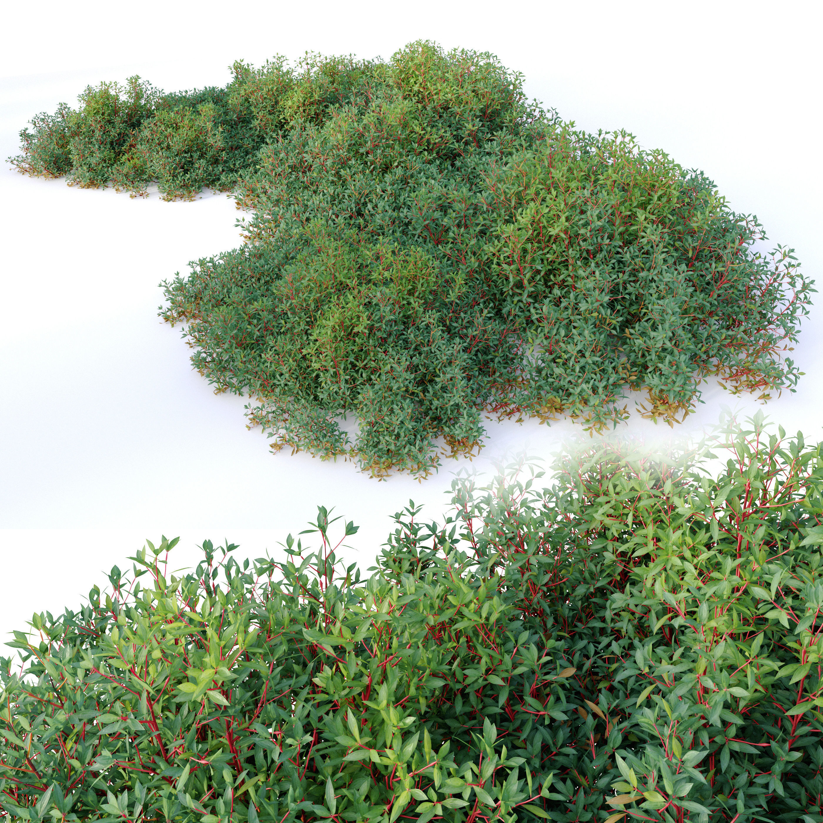 Dreamys lanceolata 3D model_2