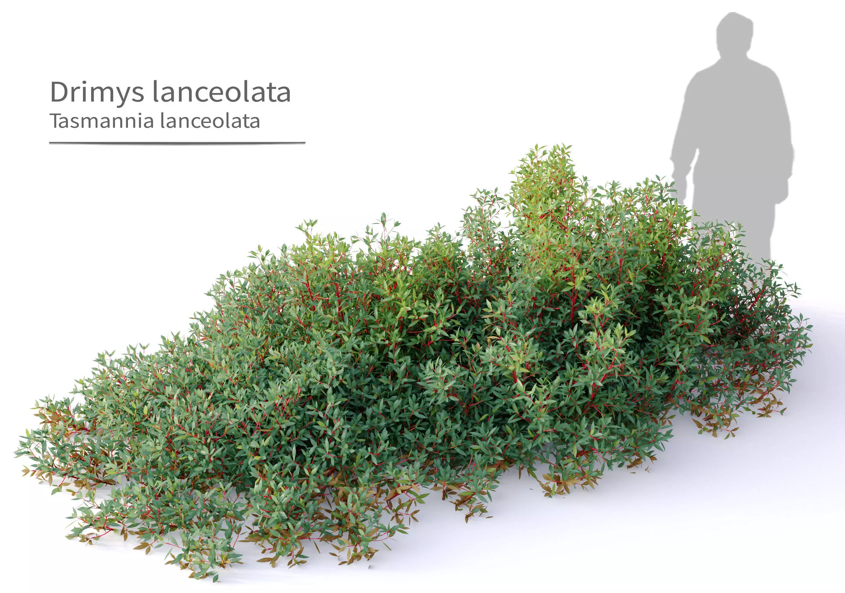 Dreamys lanceolata 3D model_0