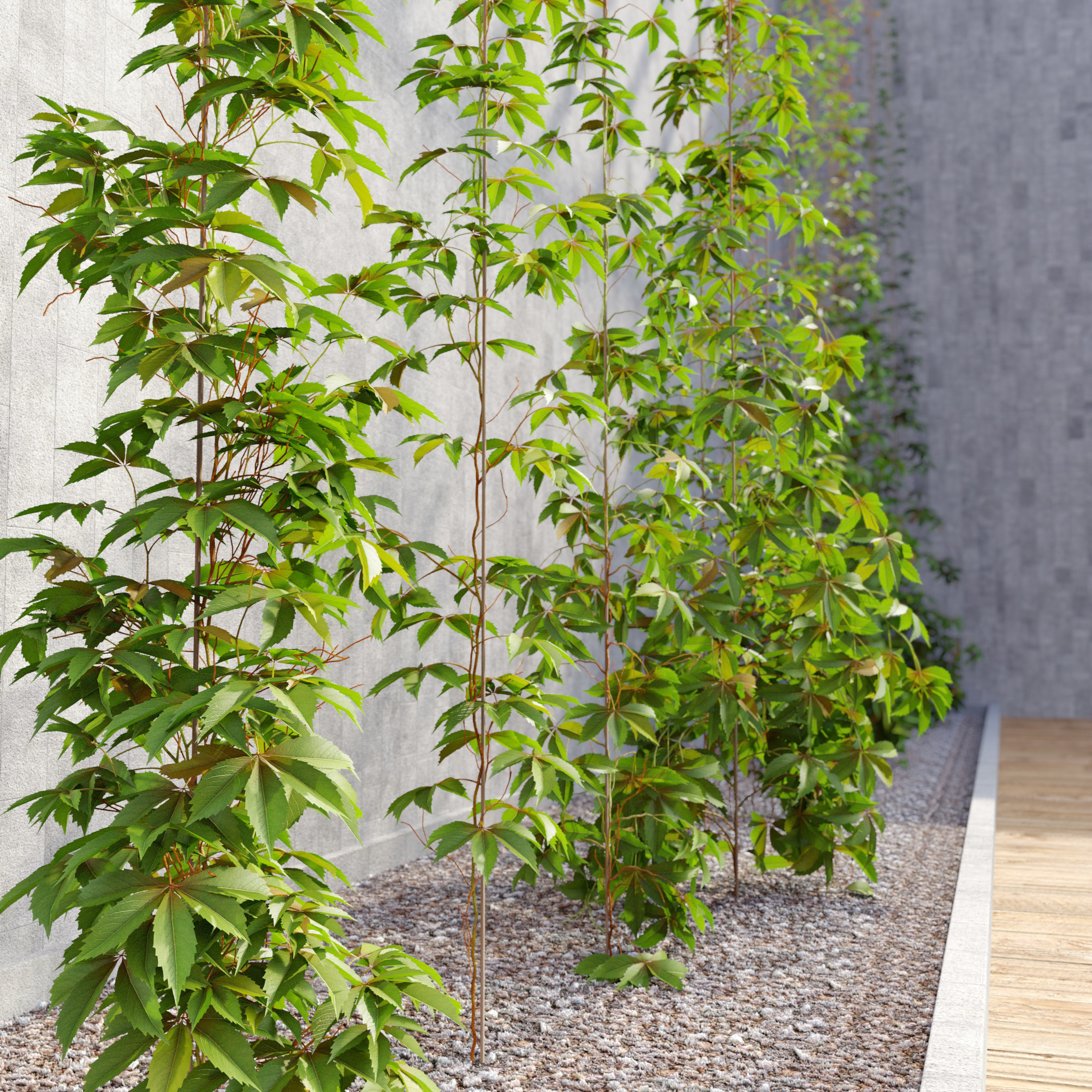 virginia creeper 02 3D model_2