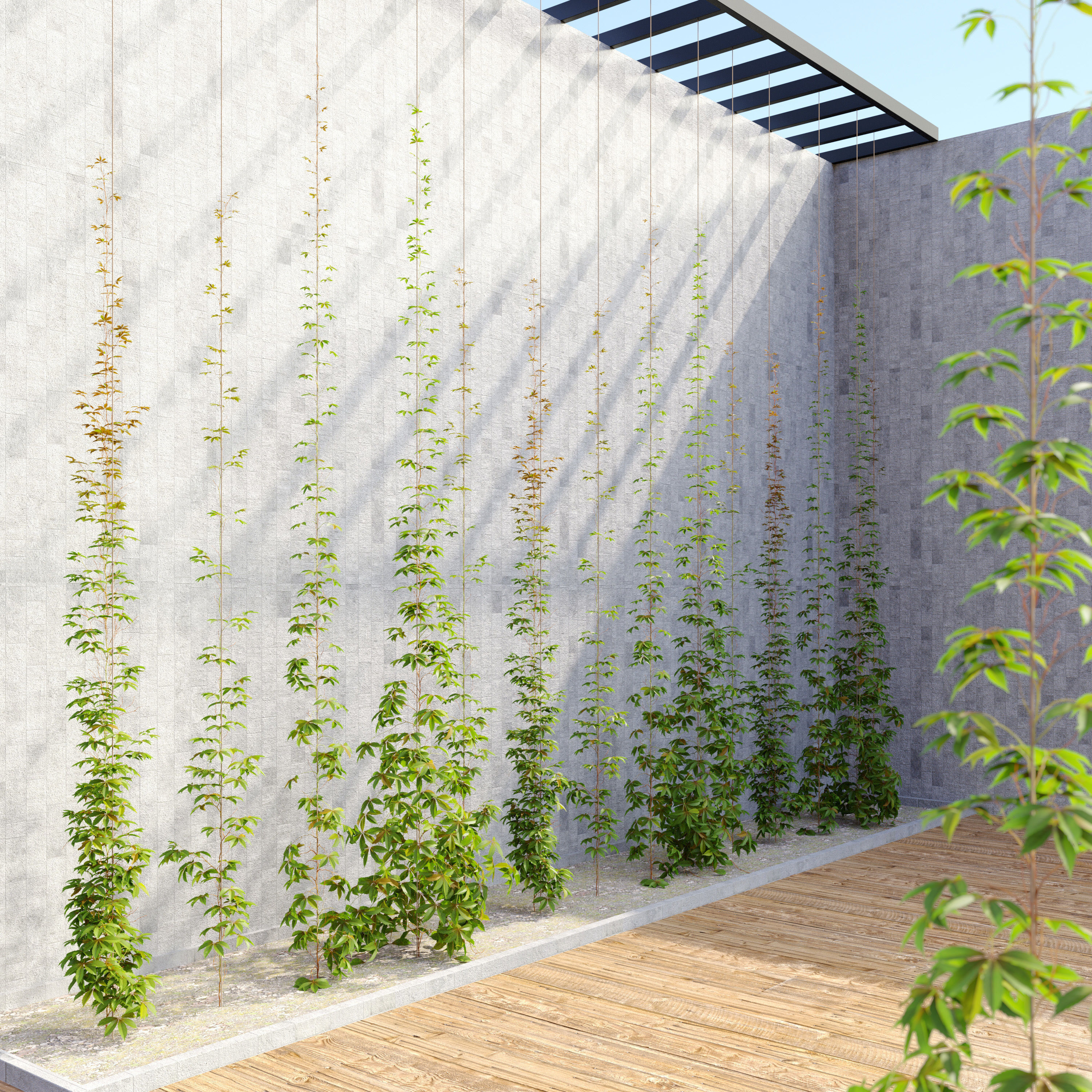 virginia creeper 02 3D model_1