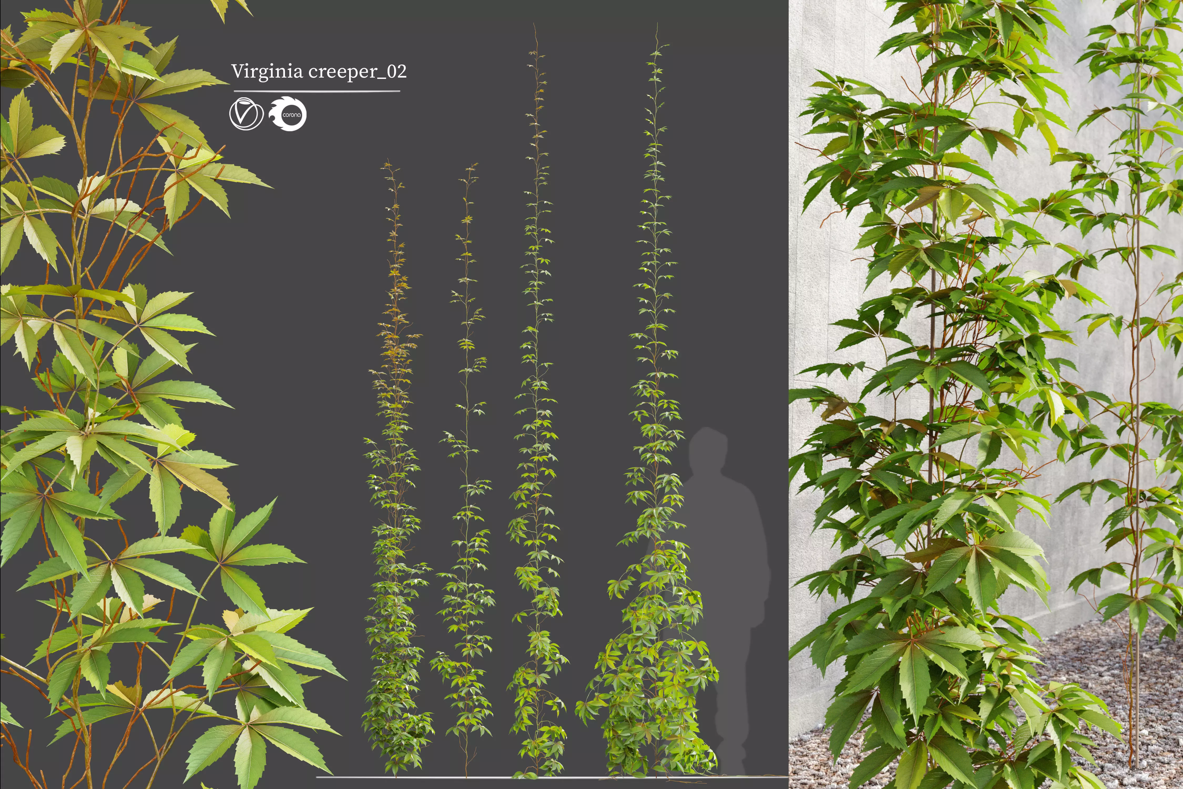 virginia creeper 02 3D model_0