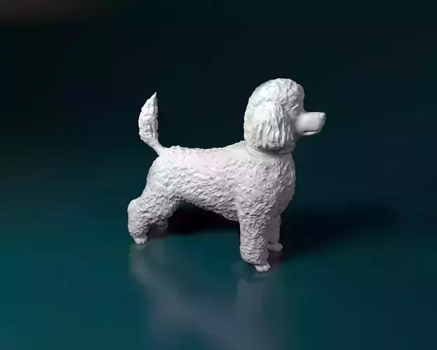 Toy Poodle standing 3D print model
