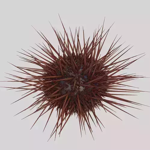 Sea urchin V1