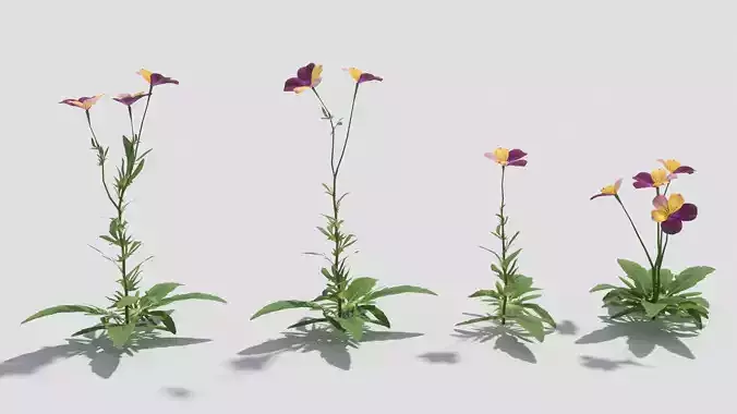 Viola tricolor flower