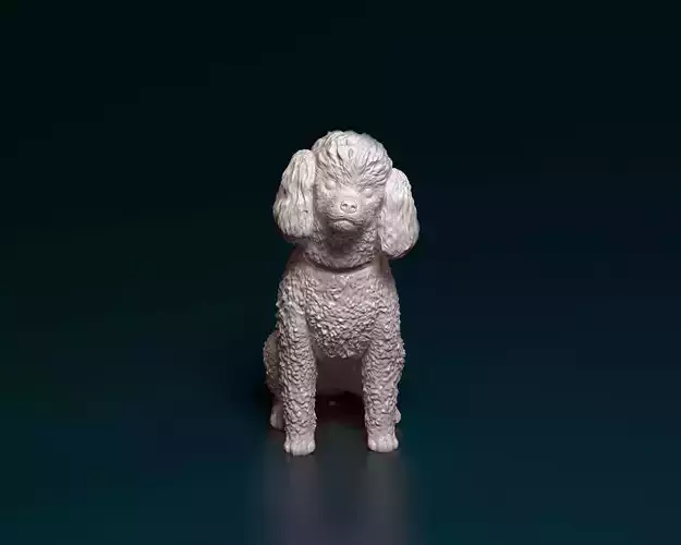Toy Poodle sitting 3D print model