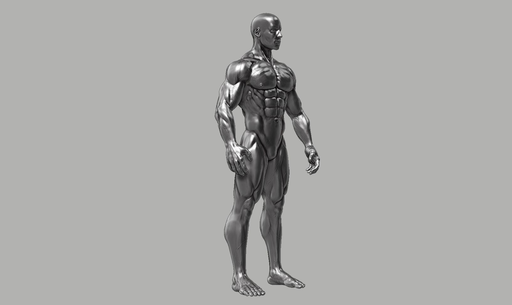 Male anatomy reference 3D print model 3D print model_42