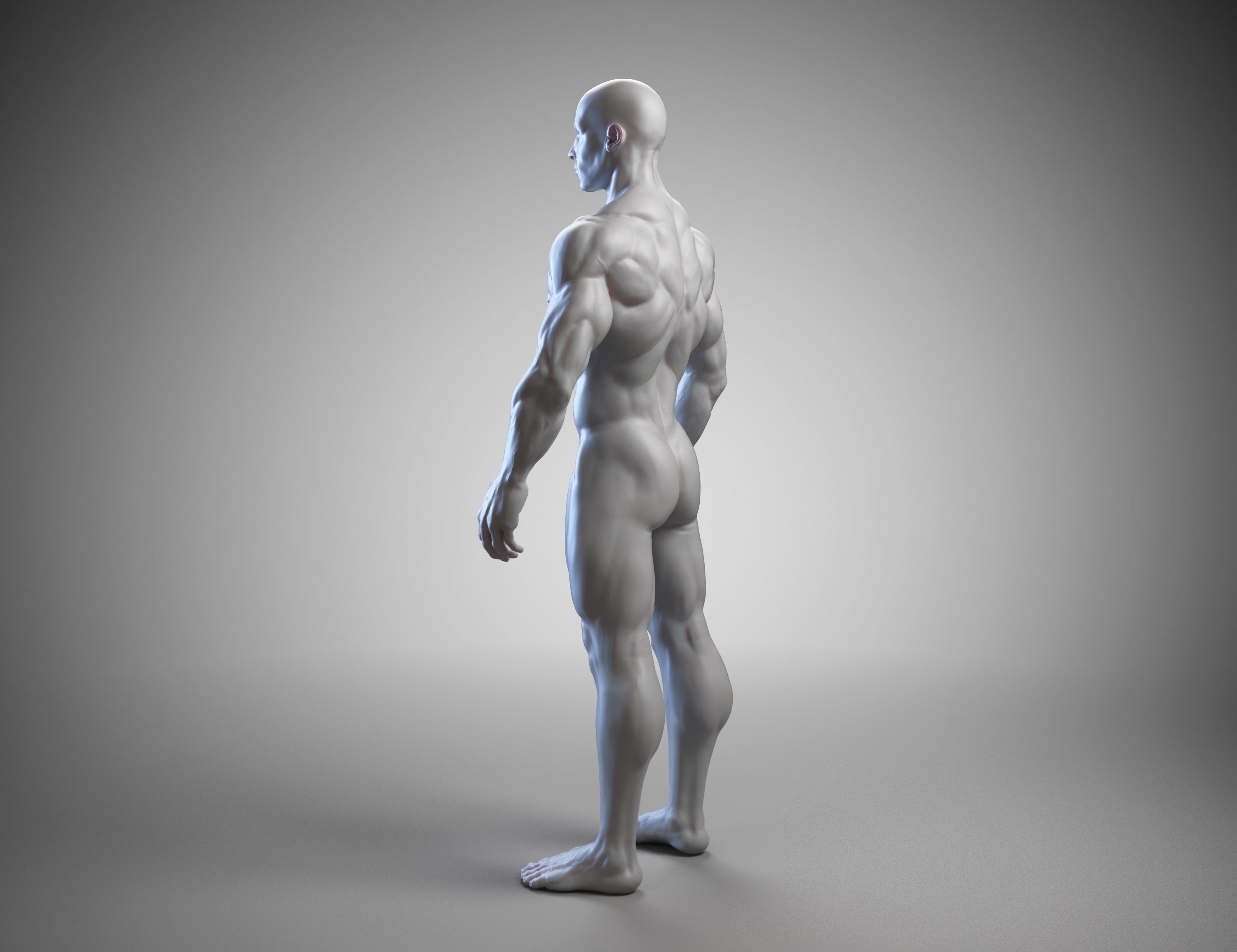 Male anatomy reference 3D print model 3D print model_21