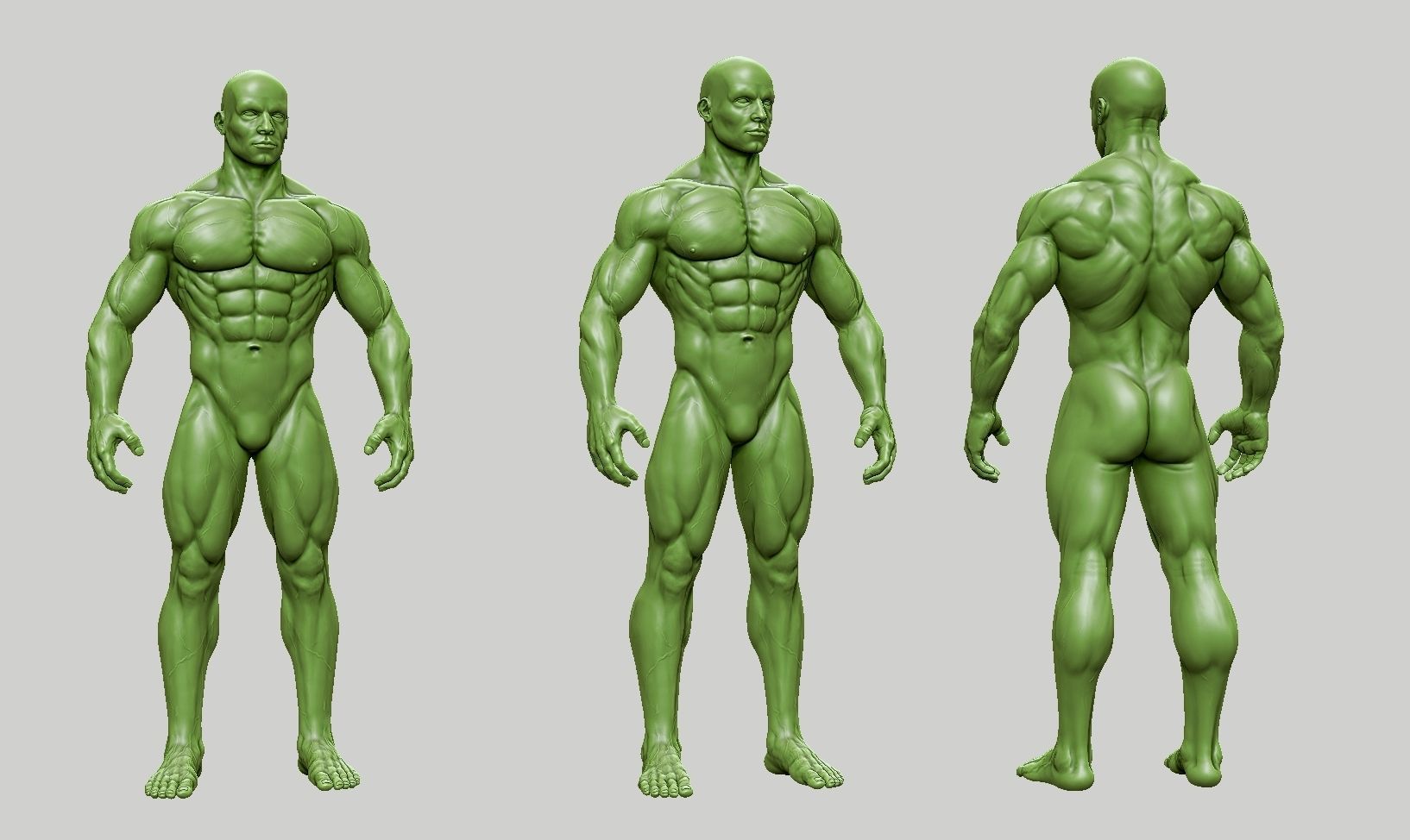 Male anatomy reference 3D print model 3D print model_52