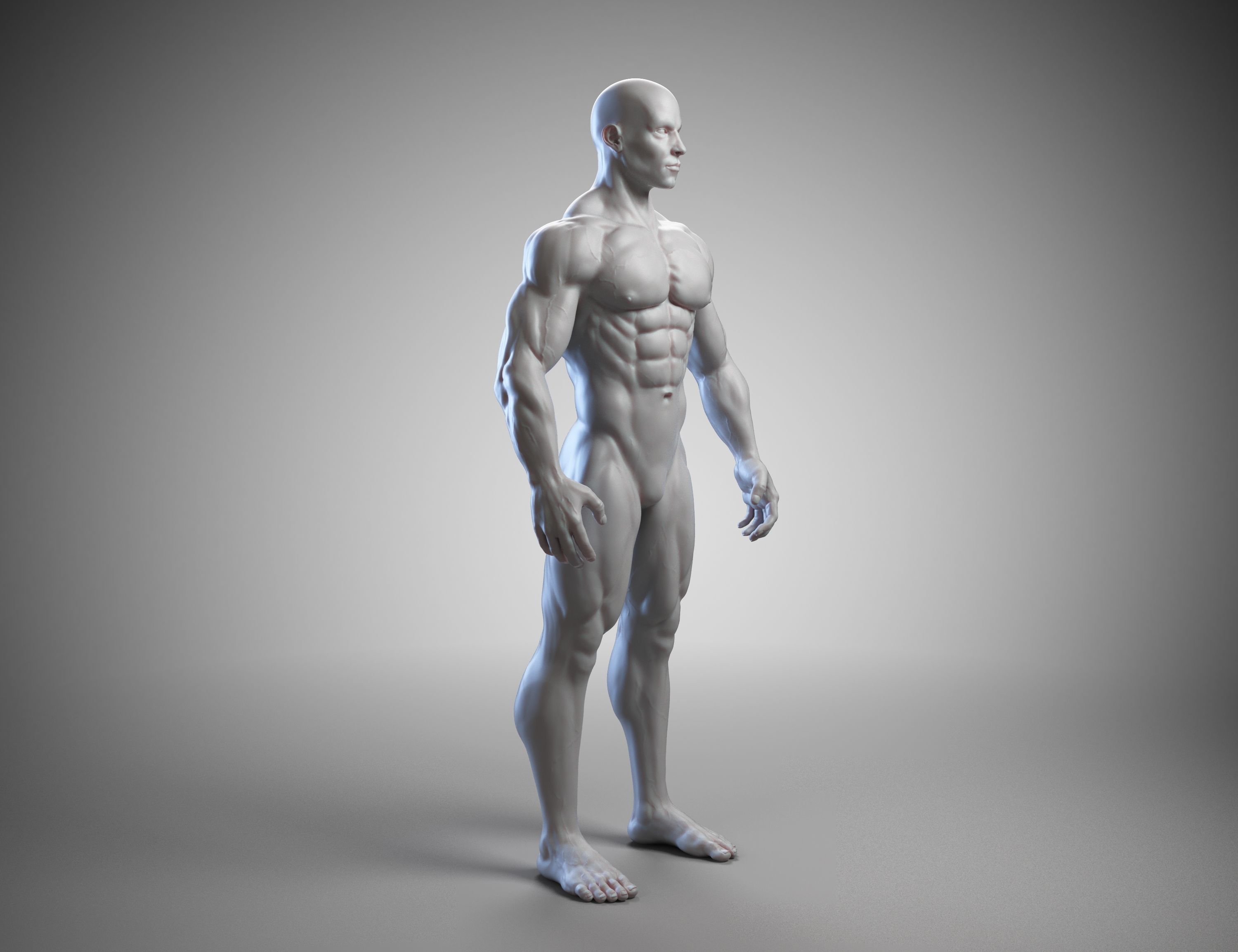 Male anatomy reference 3D print model 3D print model_6