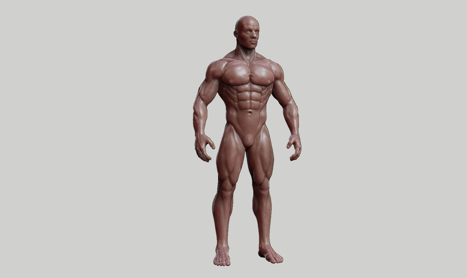 Male anatomy reference 3D print model 3D print model_48