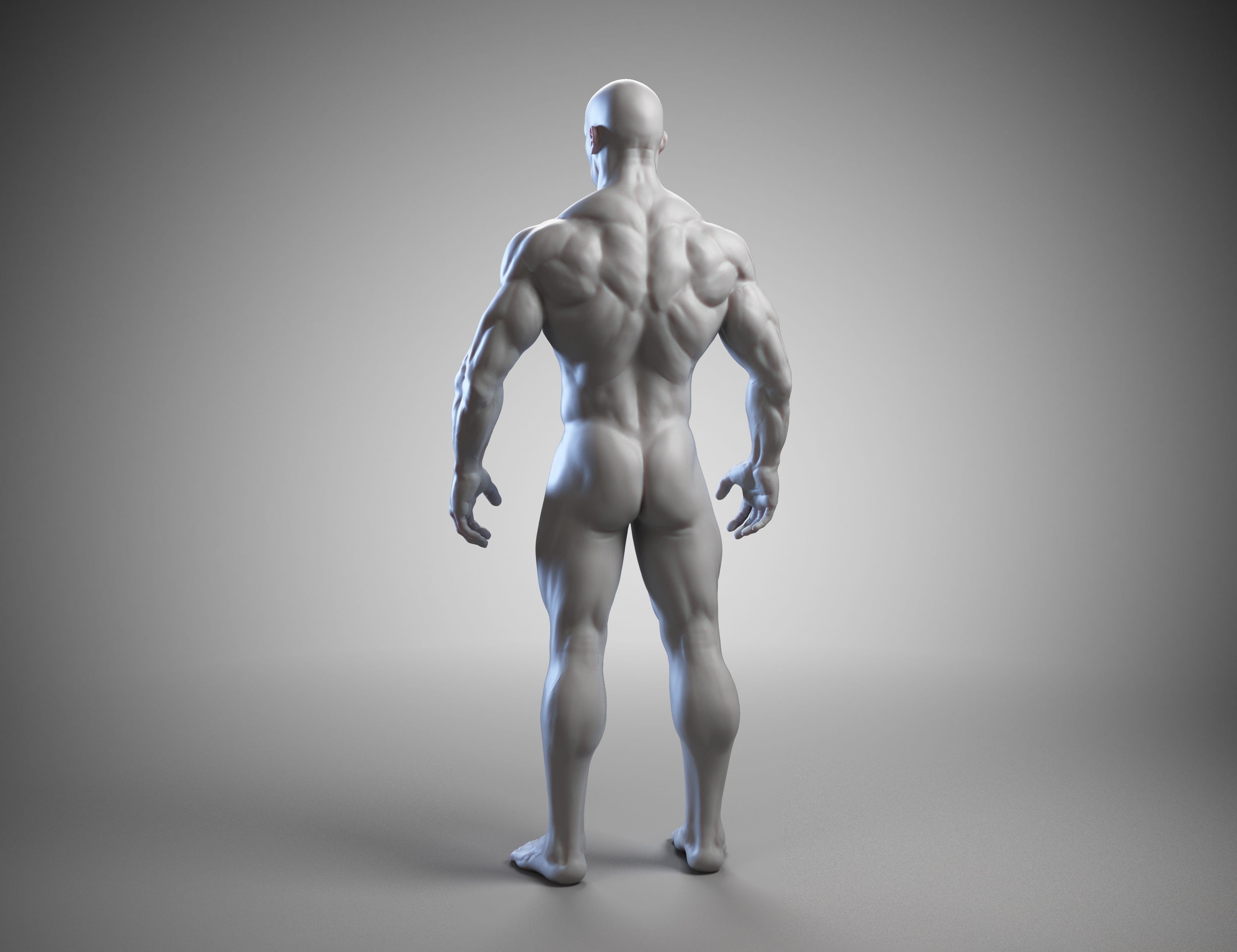 Male anatomy reference 3D print model 3D print model_8