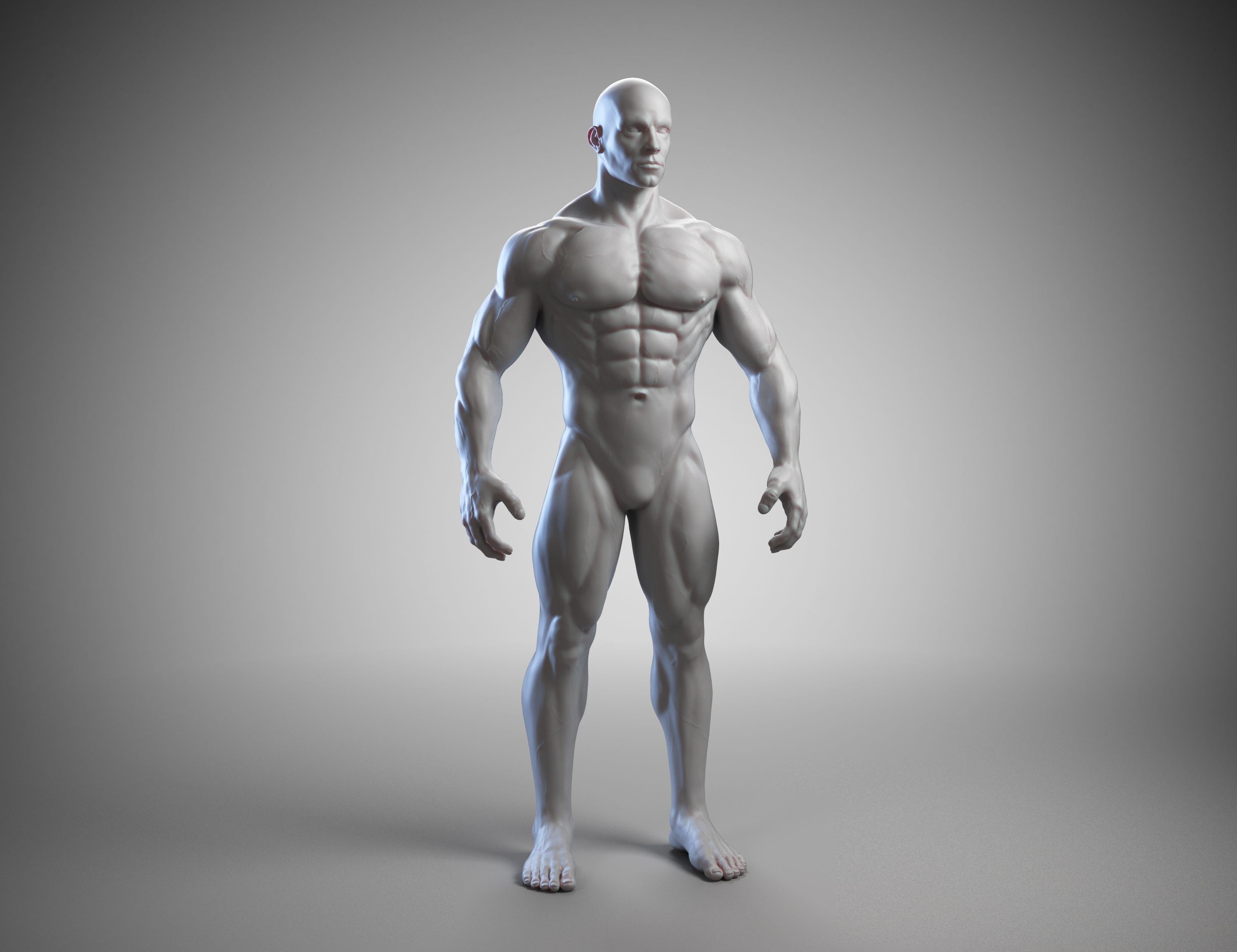 Male anatomy reference 3D print model 3D print model_5