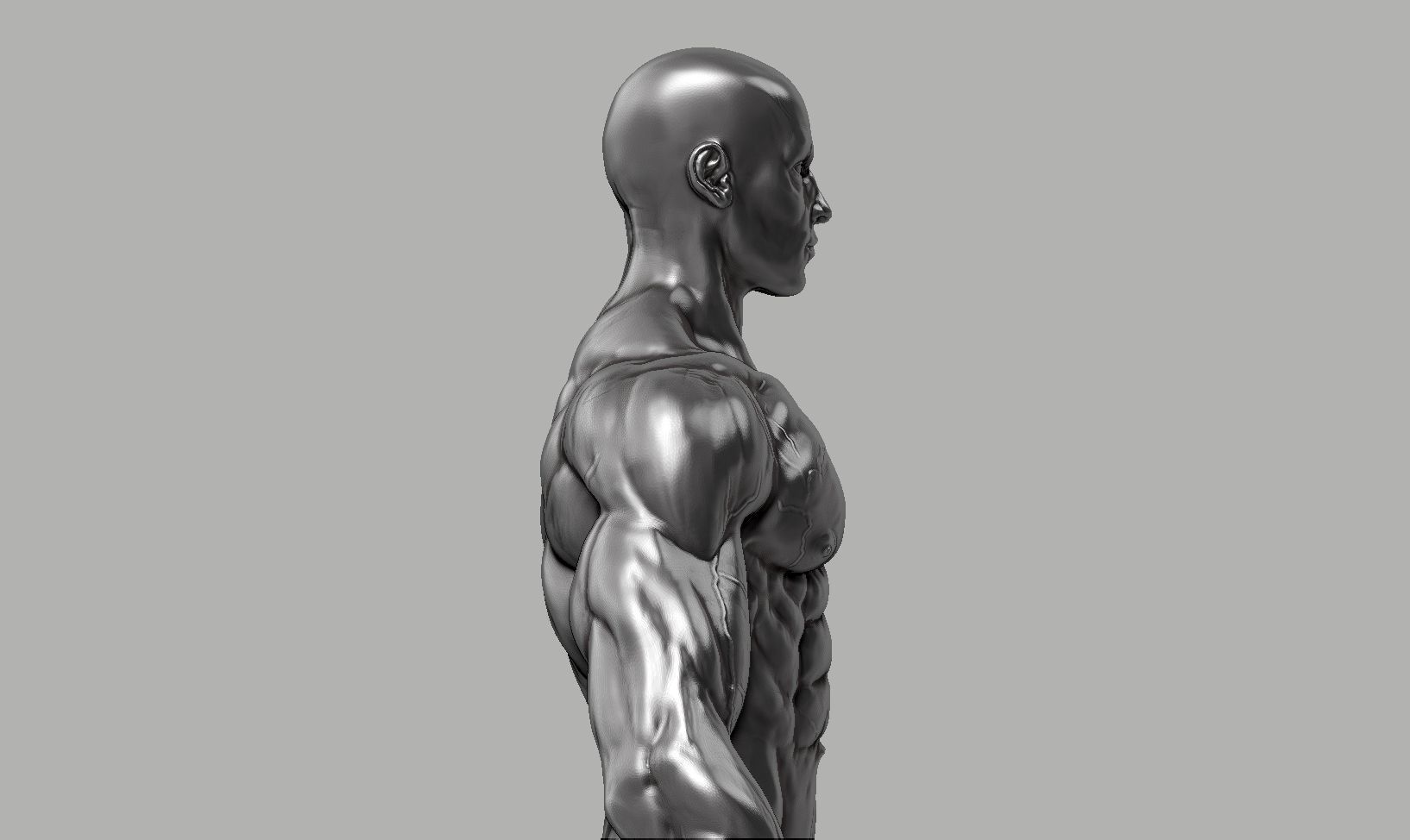 Male anatomy reference 3D print model 3D print model_11