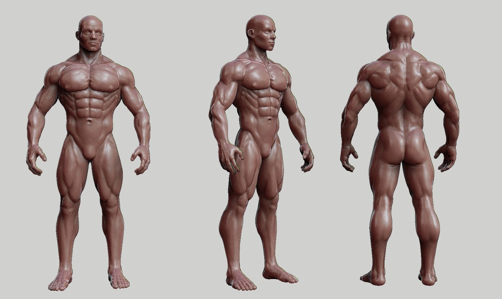 Male anatomy reference 3D print model 3D print model_50