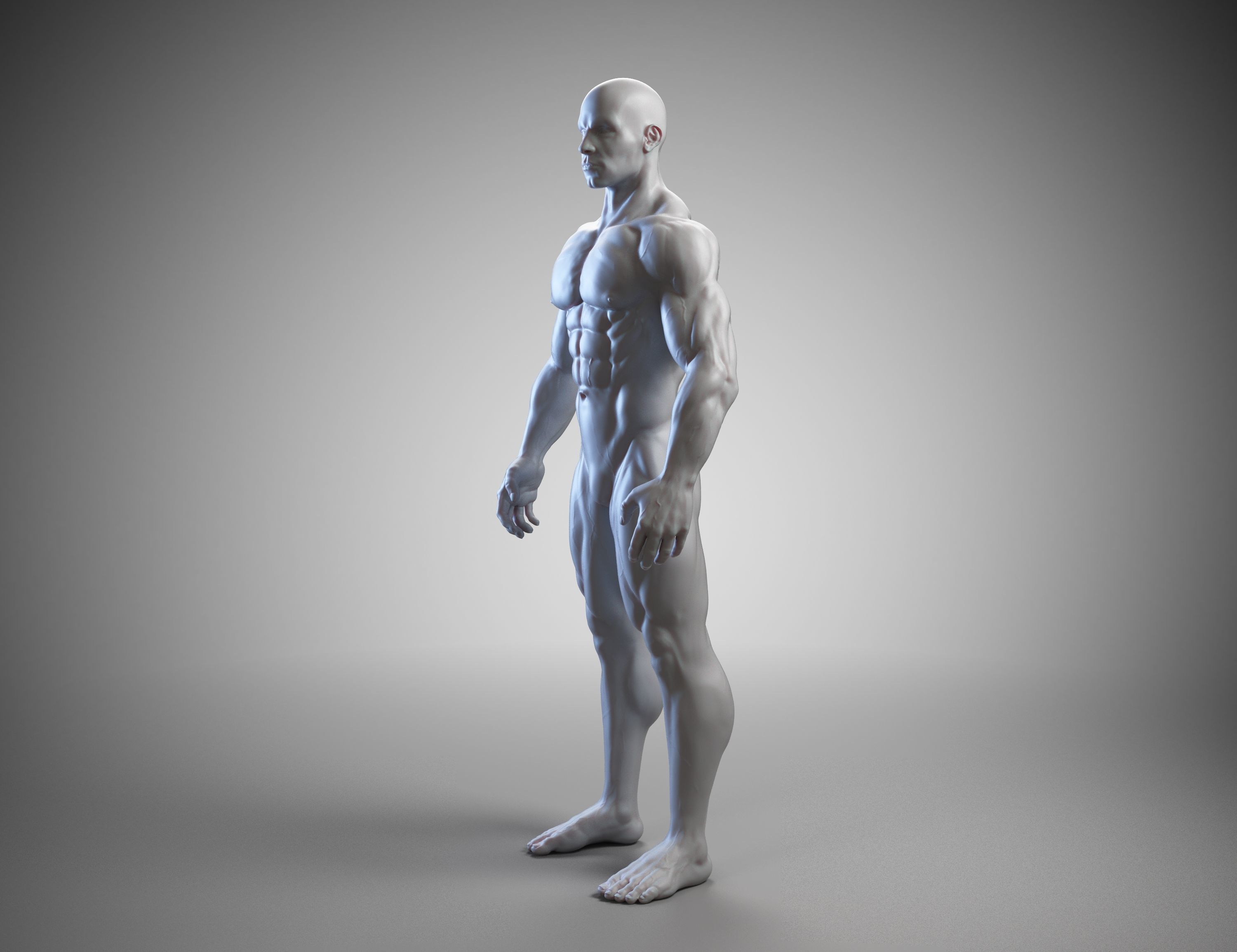Male anatomy reference 3D print model 3D print model_22