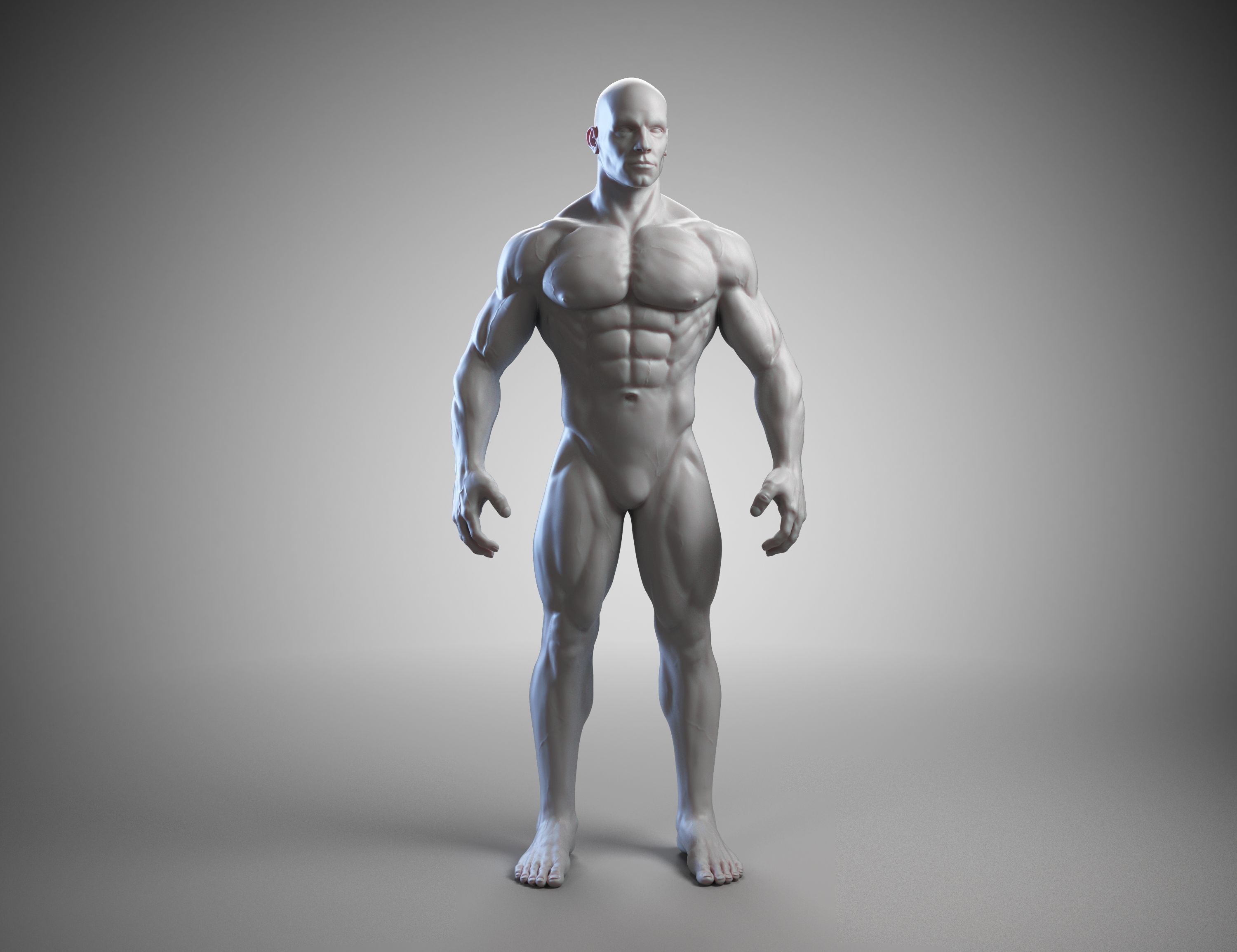 Male anatomy reference 3D print model 3D print model_23