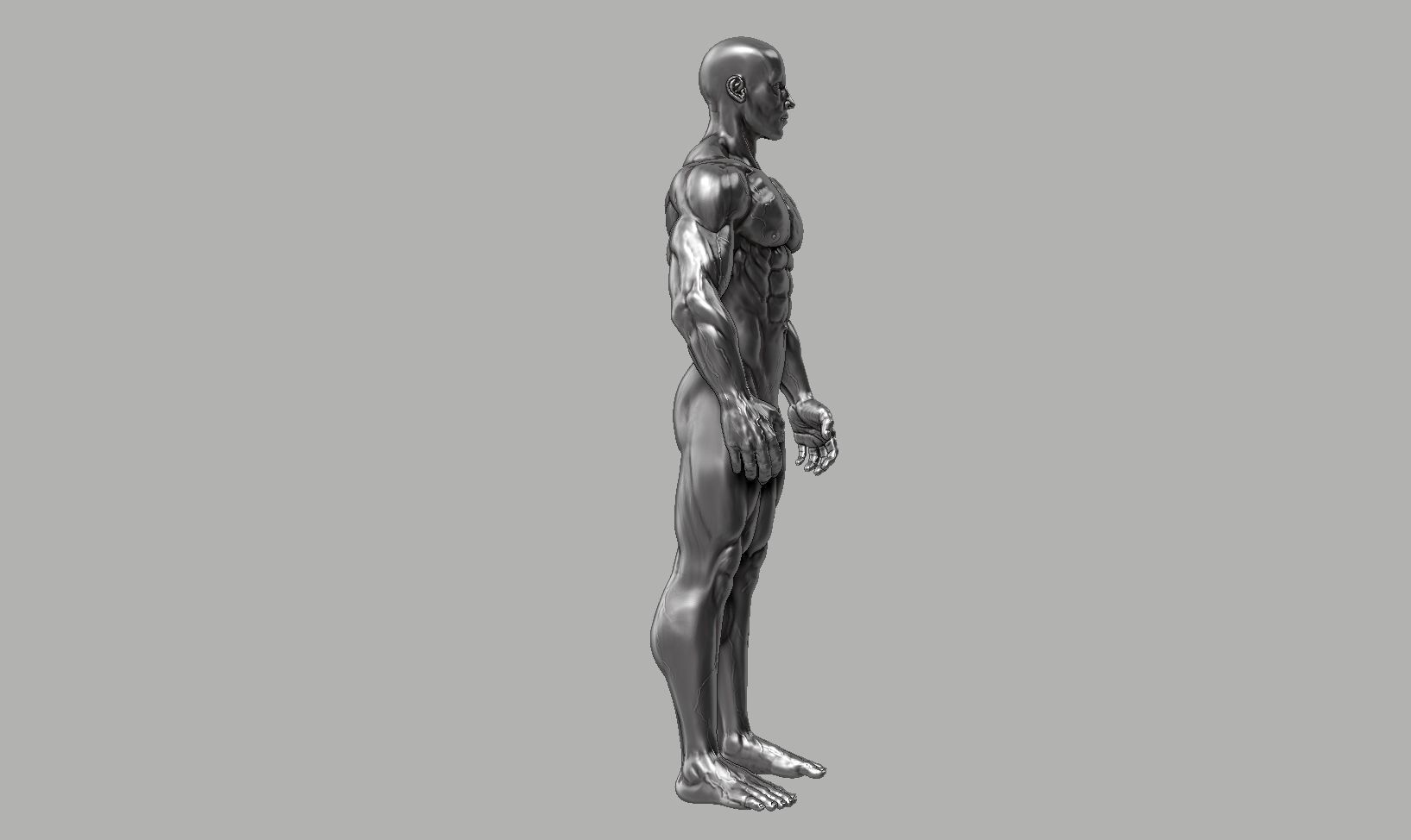 Male anatomy reference 3D print model 3D print model_43