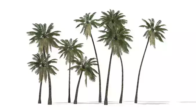 MANY COCONUT TREES IN ANIMATION
