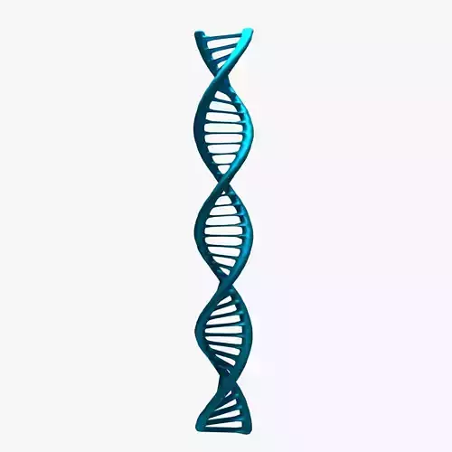 DNA helix 3D model