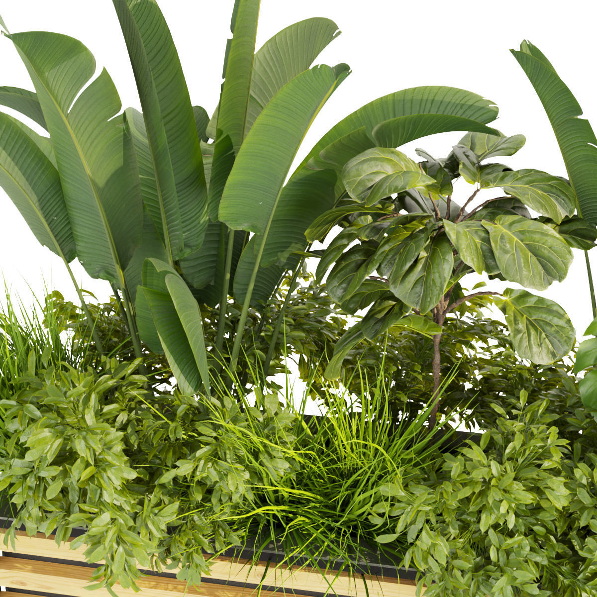 Collection plant vol 361 - banana - fiddle - monstera - grass 3D model_2