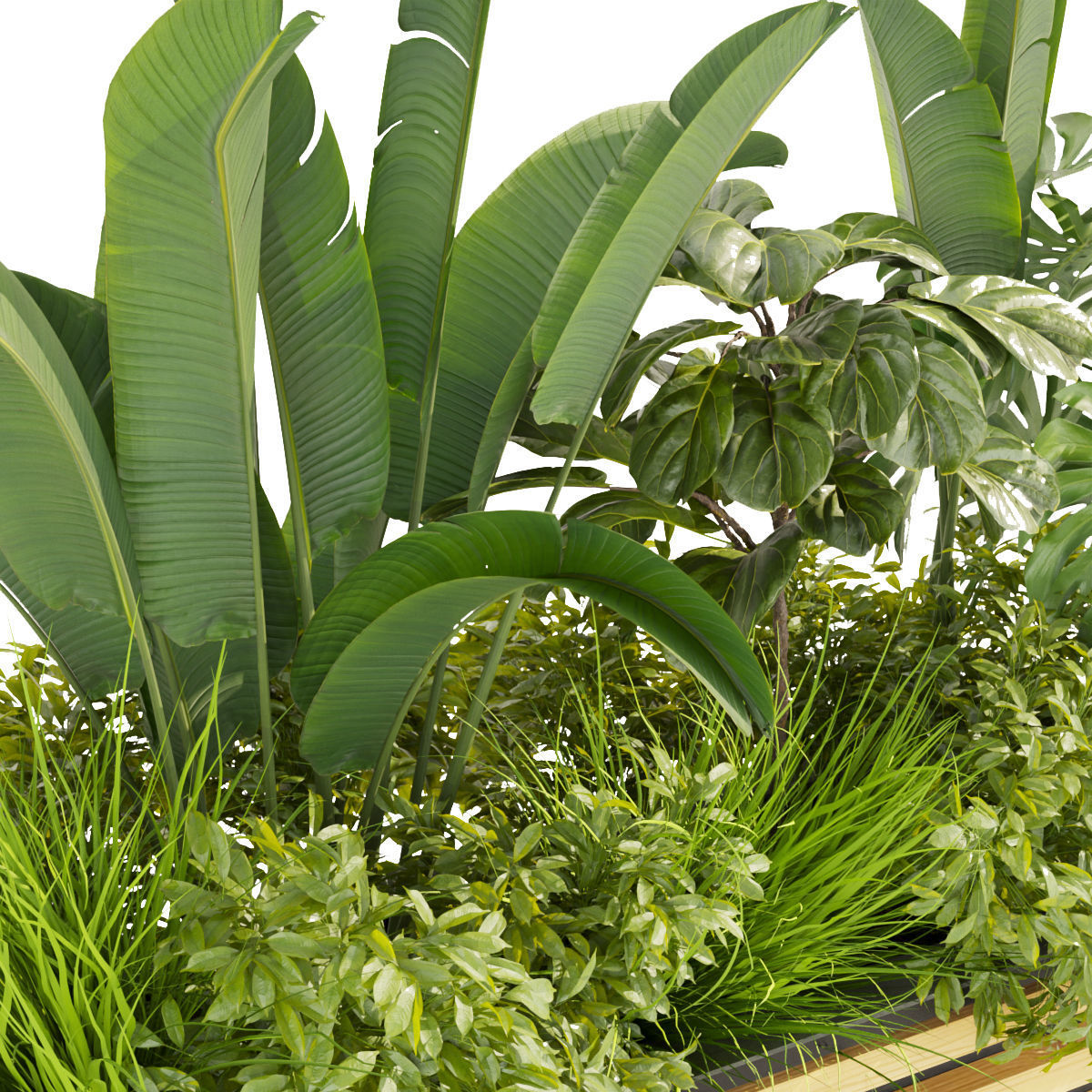 Collection plant vol 361 - banana - fiddle - monstera - grass 3D model_3