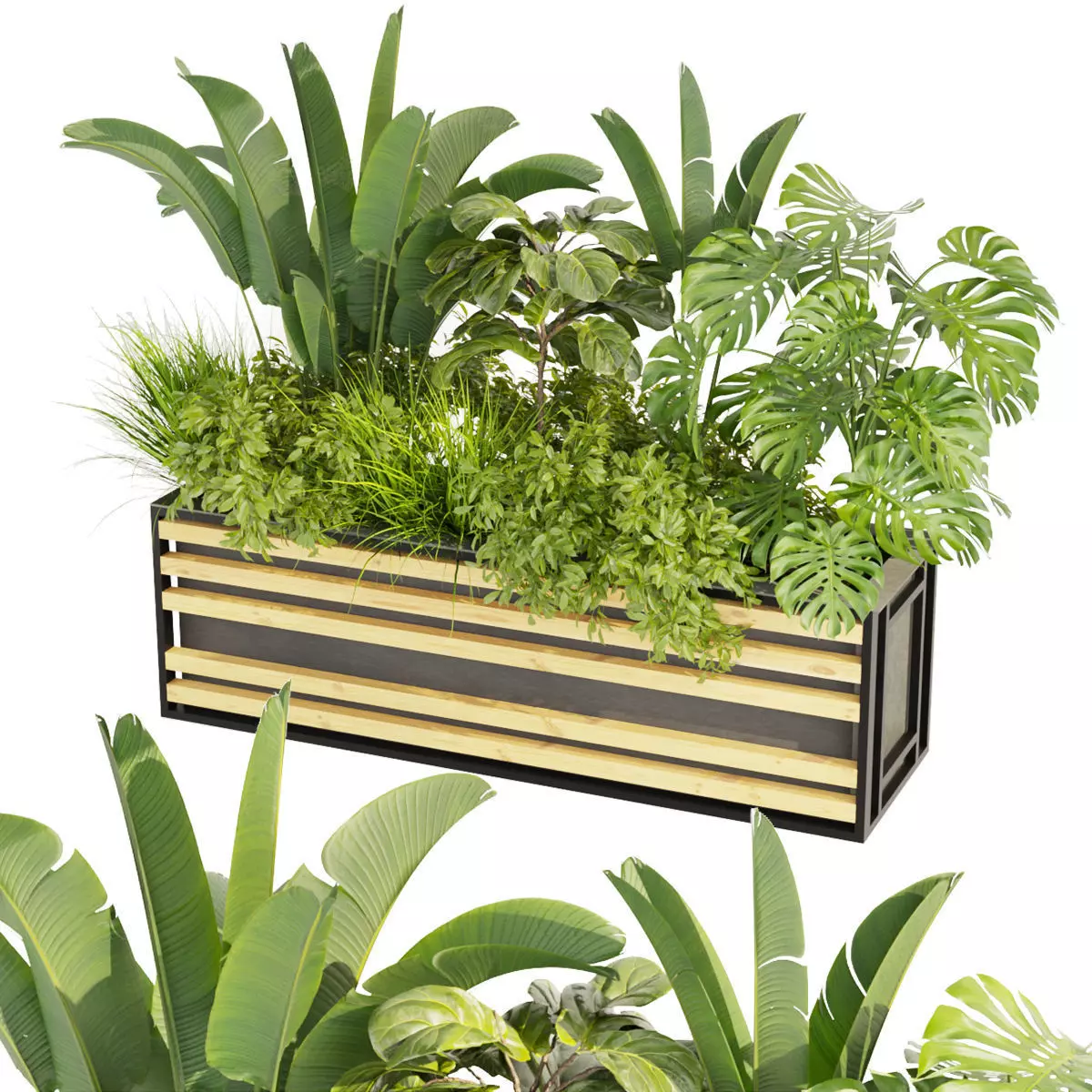 Collection plant vol 361 - banana - fiddle - monstera - grass 3D model_0