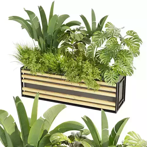 Collection plant vol 361 - banana - fiddle - monstera - grass 3D model