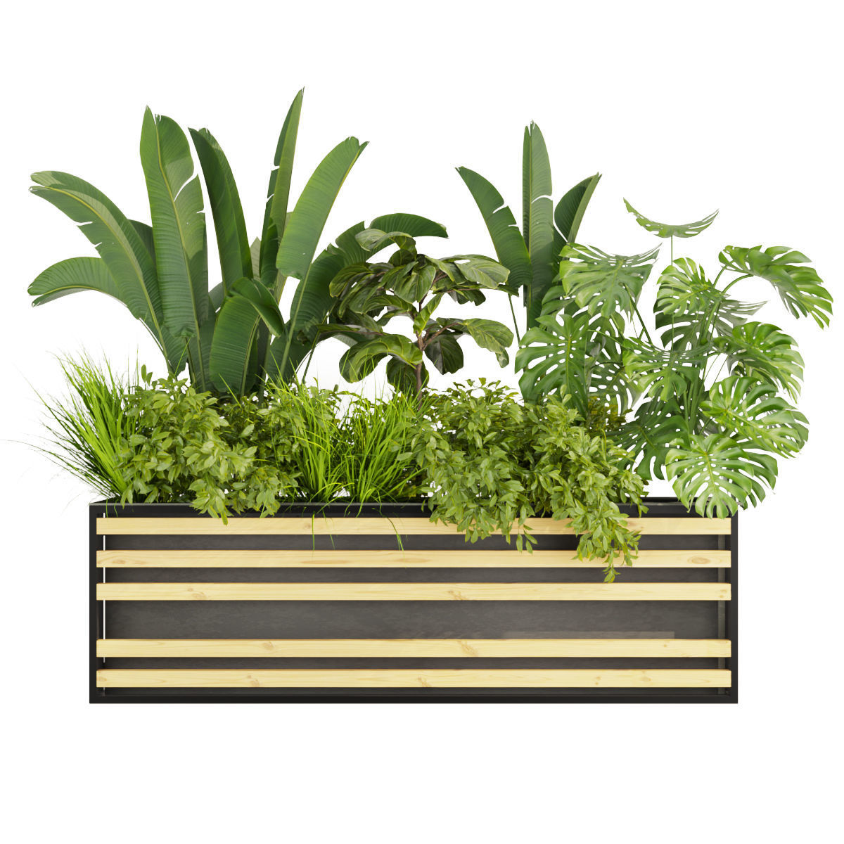 Collection plant vol 361 - banana - fiddle - monstera - grass 3D model_1