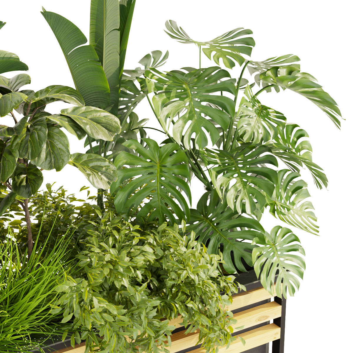 Collection plant vol 361 - banana - fiddle - monstera - grass 3D model_4