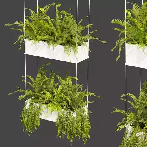 Collection plant vol 363 - fern - leaf - hanging - ampelous 3D model