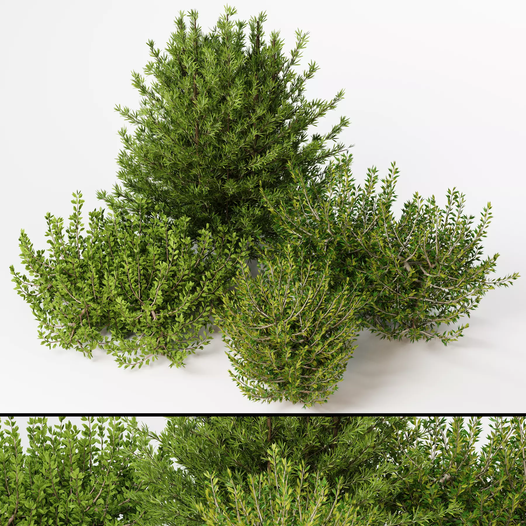 Outdoor Plants set 04 3D model