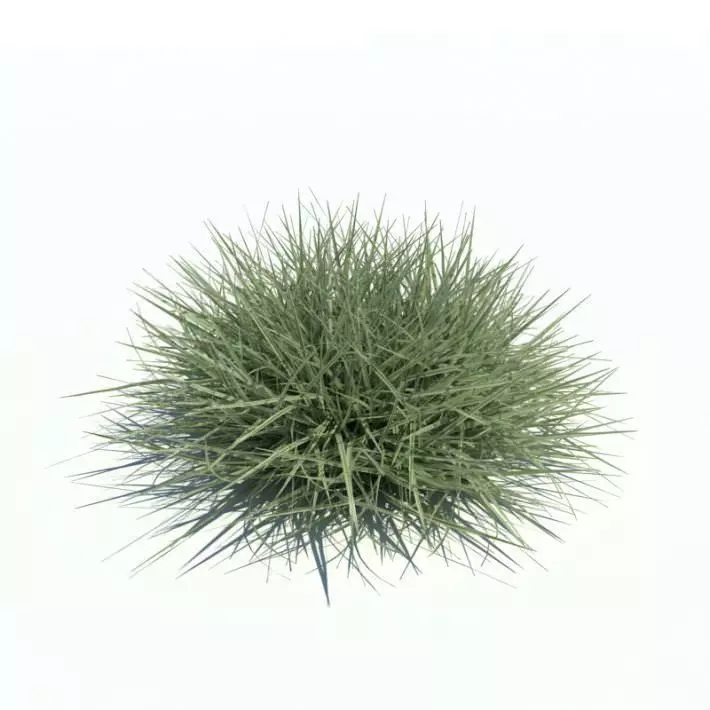 Spiny Arrhenatherum Variegata Plant 3D model_0