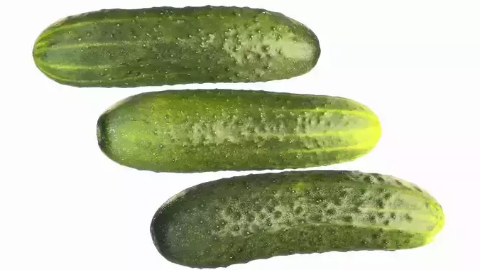 4k cucumbers short-fruited prickly 3D model