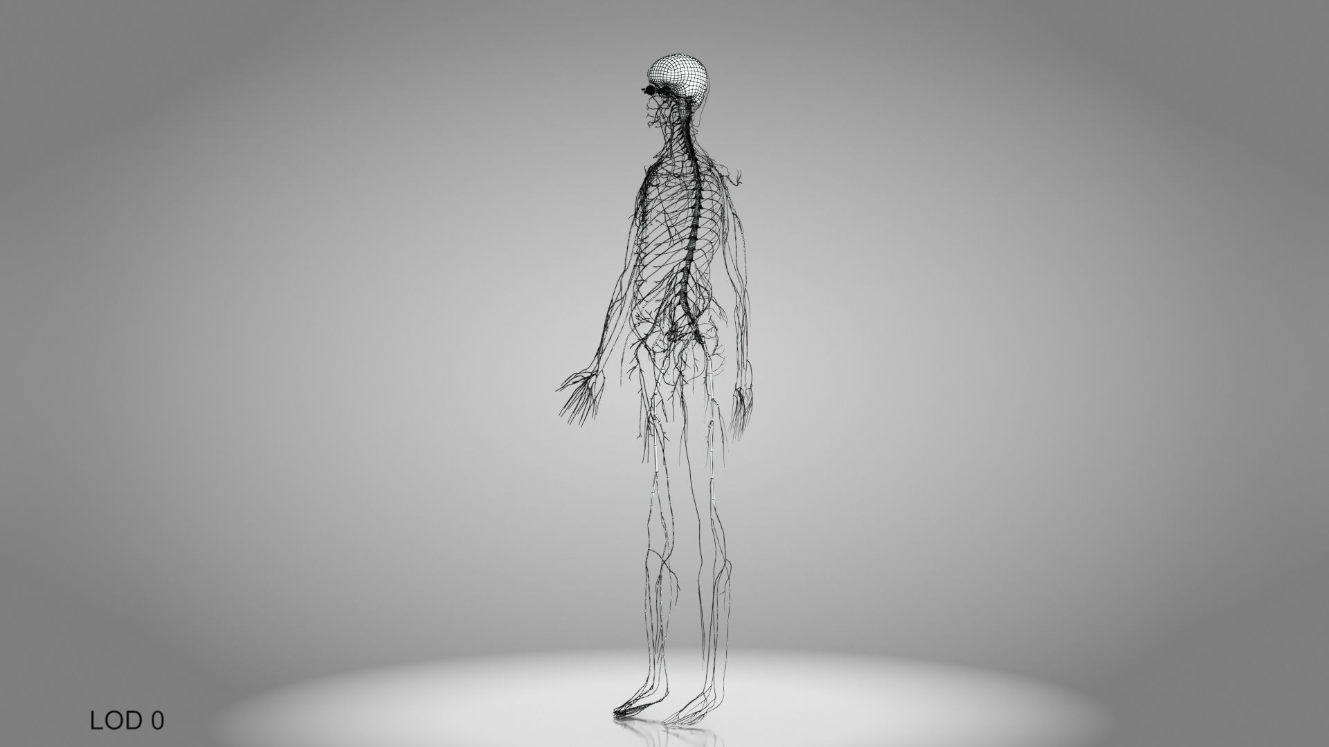 Complete Male Anatomy Low-poly 3D model_97