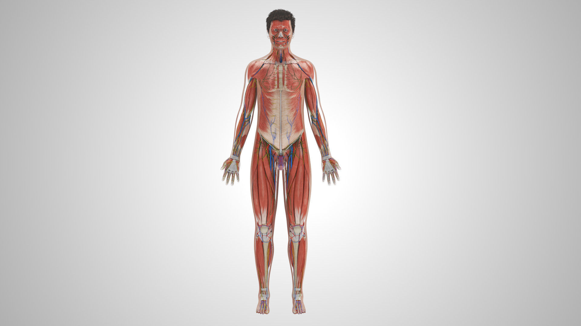 Complete Male Anatomy Low-poly 3D model_22
