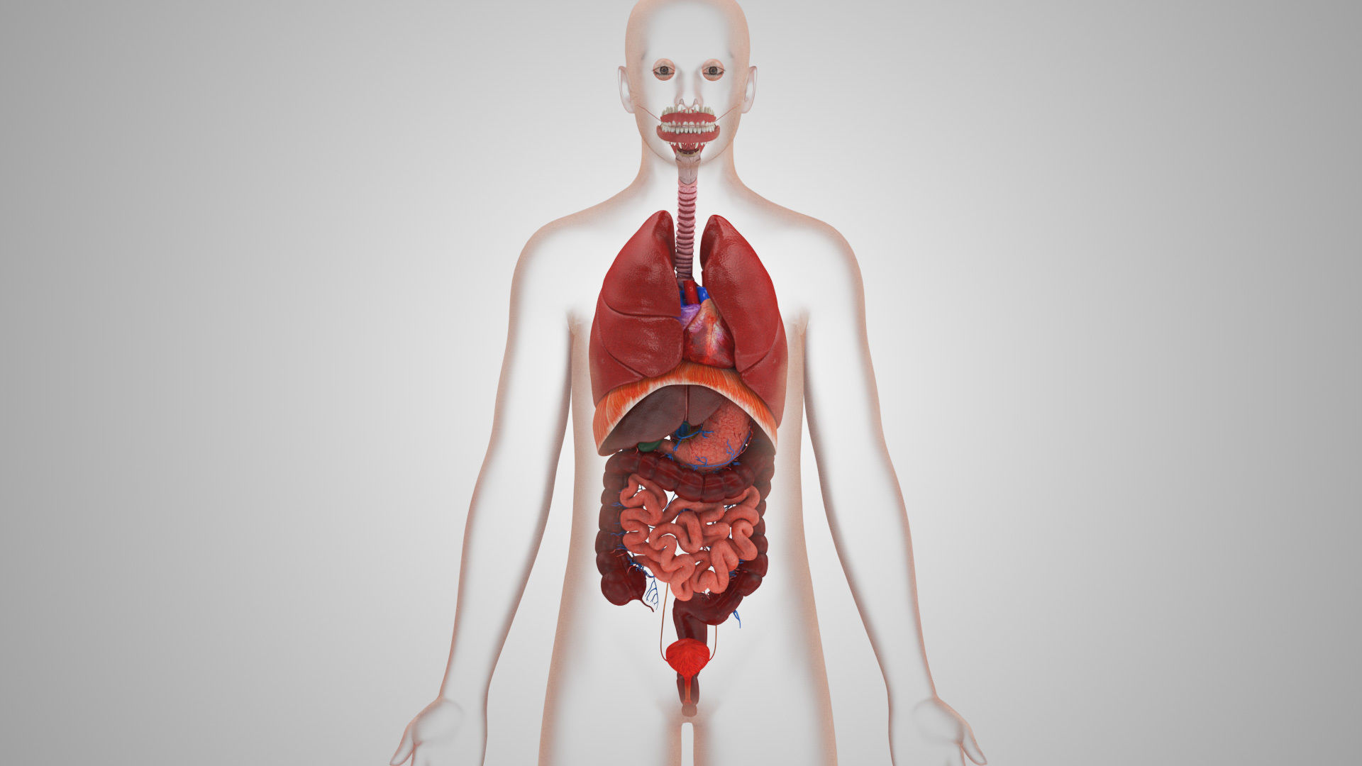 Complete Male Anatomy Low-poly 3D model_103