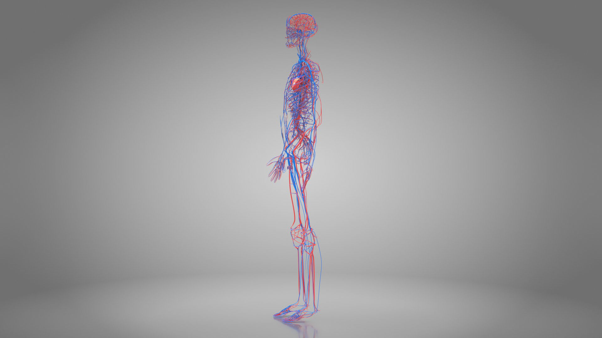 Complete Male Anatomy Low-poly 3D model_57