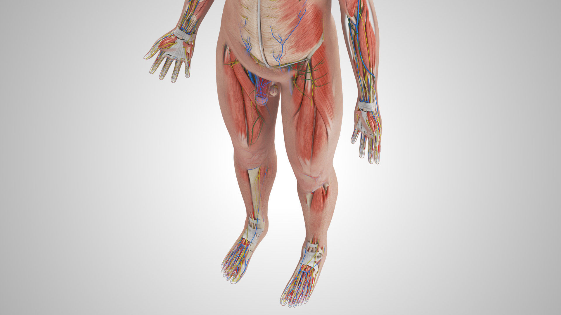 Complete Male Anatomy Low-poly 3D model_21