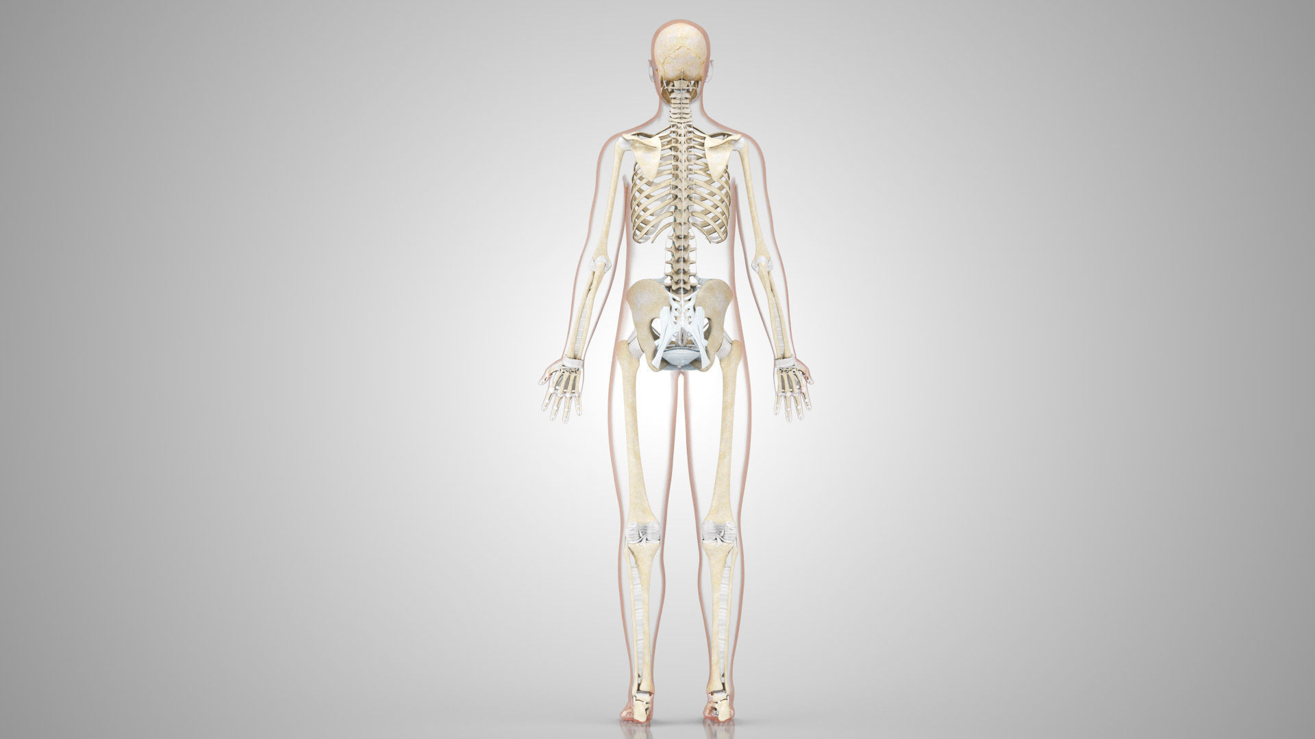 Complete Male Anatomy Low-poly 3D model_135