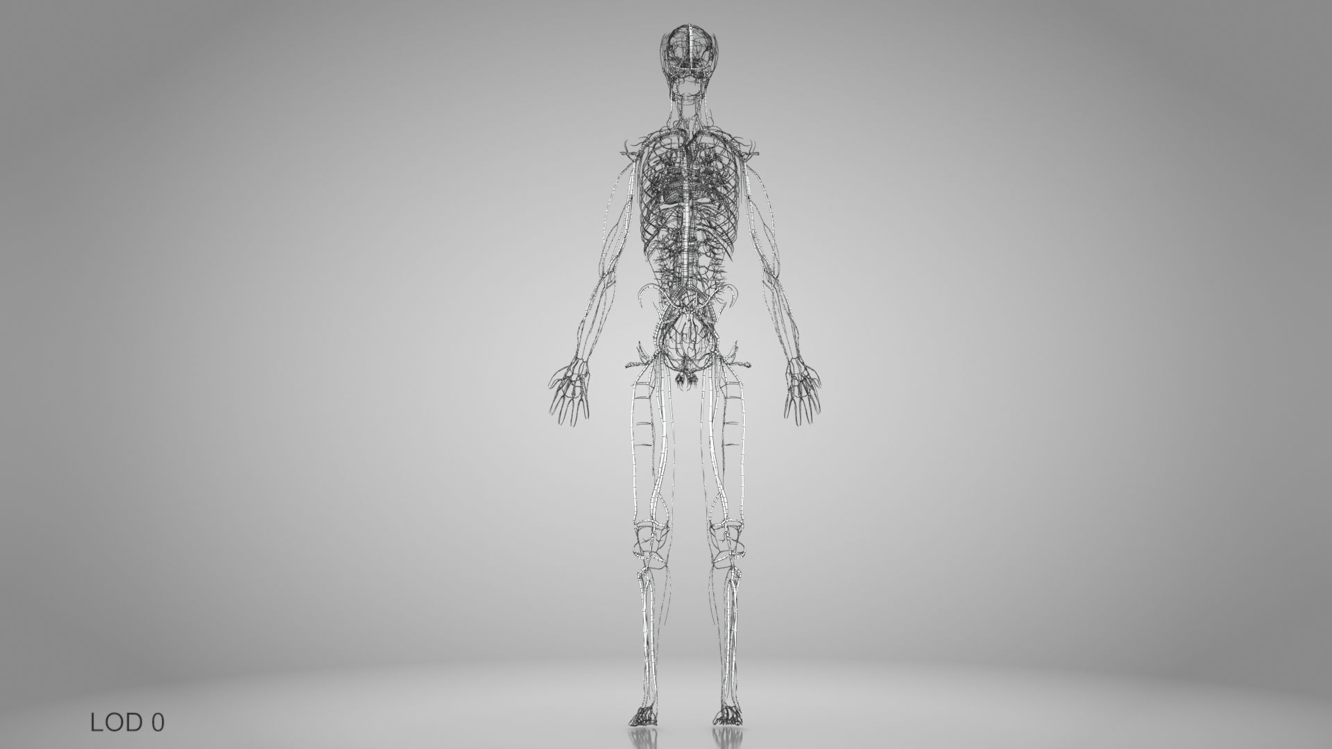 Complete Male Anatomy Low-poly 3D model_63