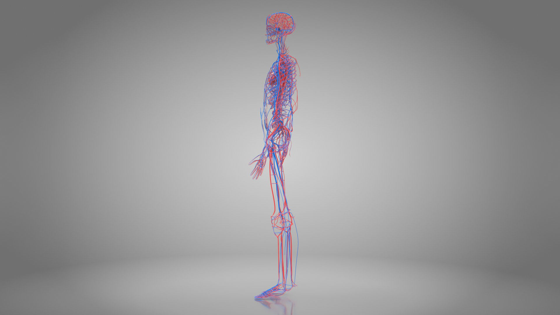 Complete Male Anatomy Low-poly 3D model_45