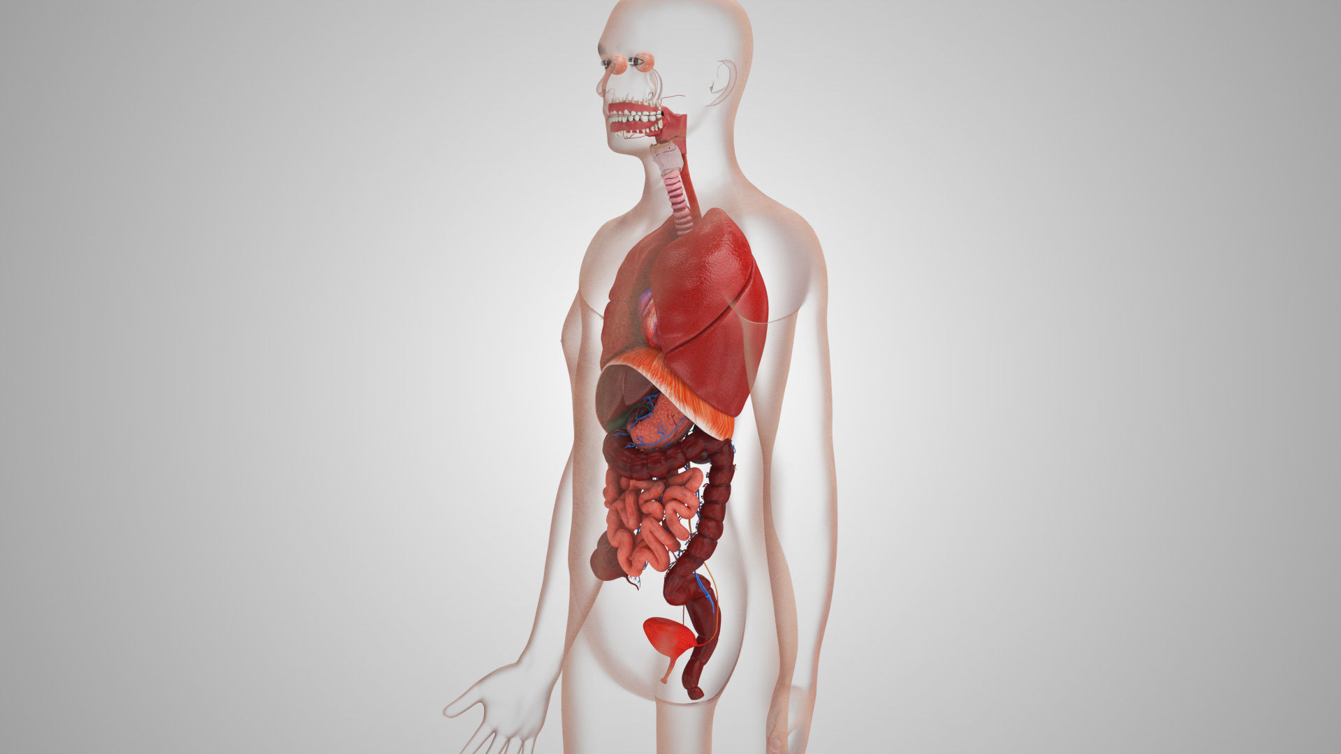 Complete Male Anatomy Low-poly 3D model_109