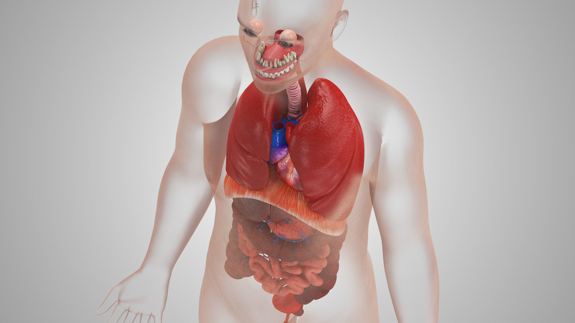 Complete Male Anatomy Low-poly 3D model_107