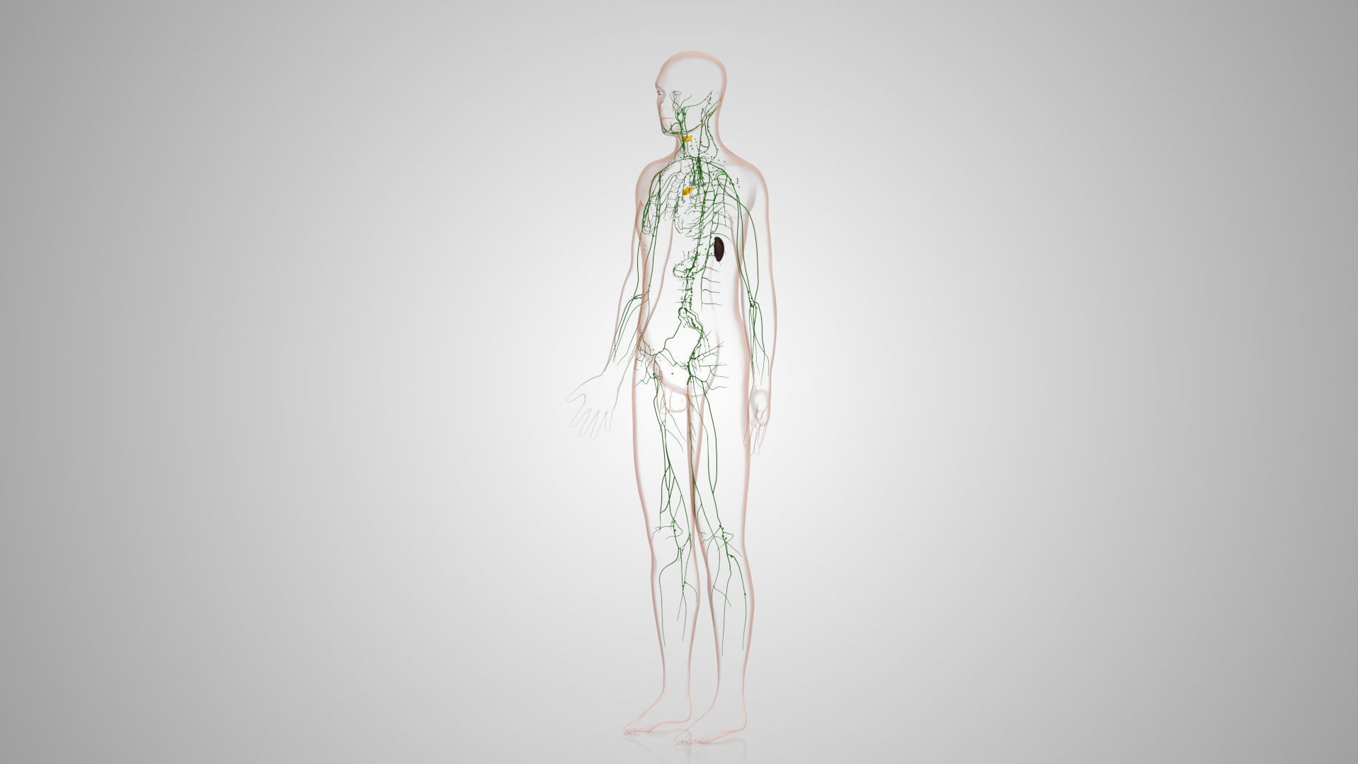 Complete Male Anatomy Low-poly 3D model_126