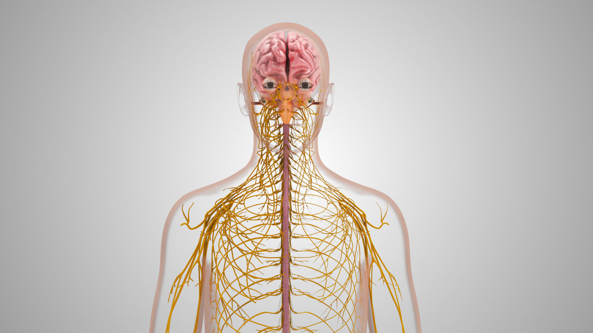 Complete Male Anatomy Low-poly 3D model_92