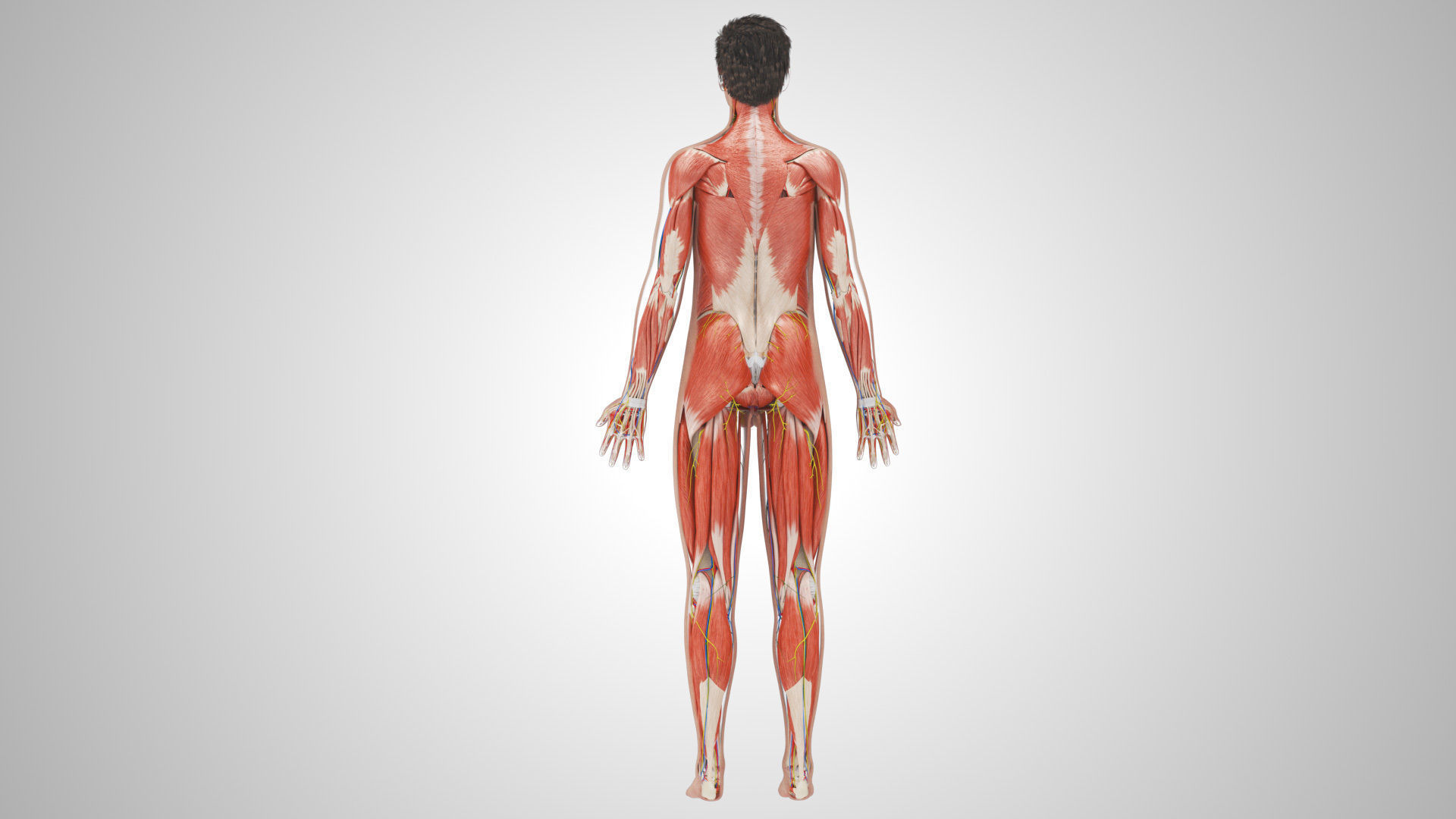 Complete Male Anatomy Low-poly 3D model_23