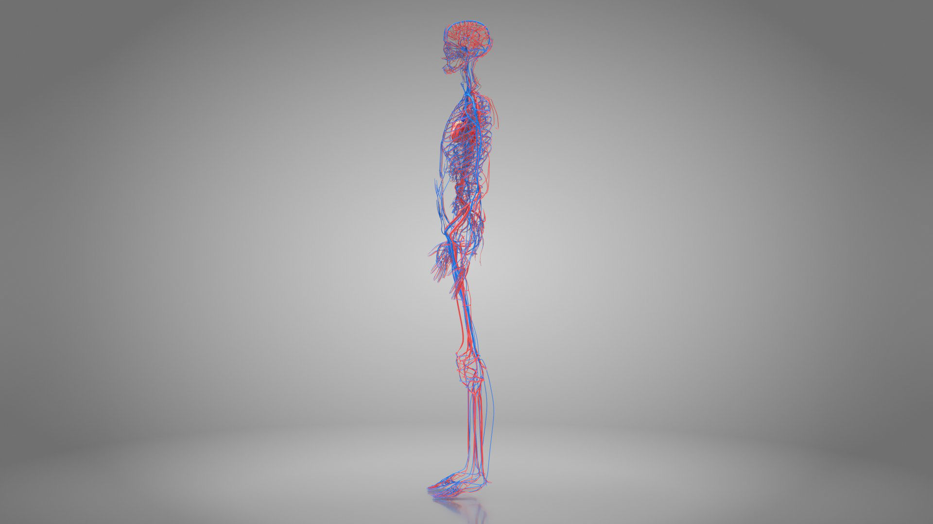 Complete Male Anatomy Low-poly 3D model_49